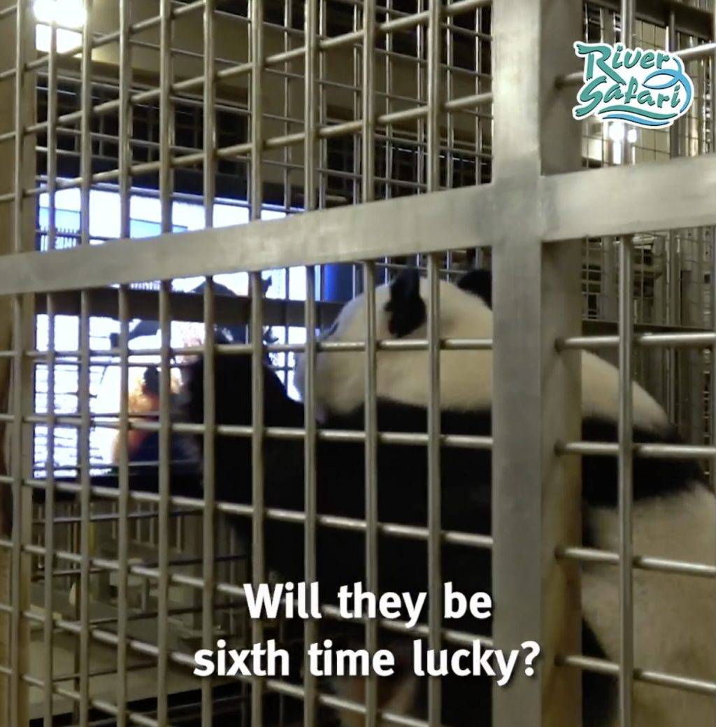 River Safari熊貓館🐼4月21日～26日期間暫時停止開放，原因竟然是熊貓要約會啦