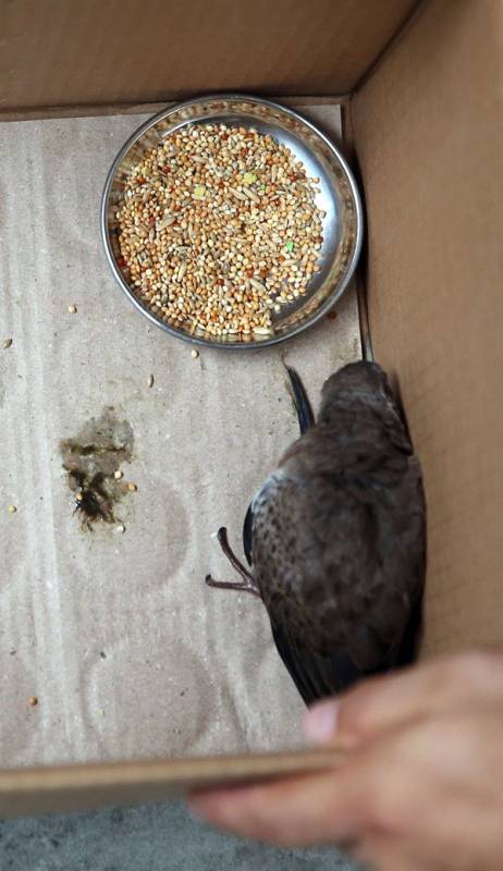 生猪肉放走廊血水直流 阿叔:我要喂乌鸦!