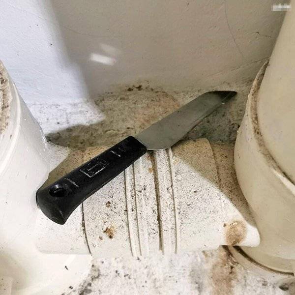 恐怖！ 猫腿被砍  放血 弃尸