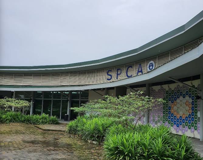 一狗難求！泰迪被炒到$11800新幣！新加坡這裏可以超便宜領養