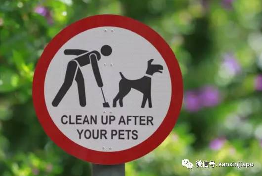 遭HDB人员登门盘查被告知,新加坡组屋不能养猫!这些“毛小孩”也不能出现