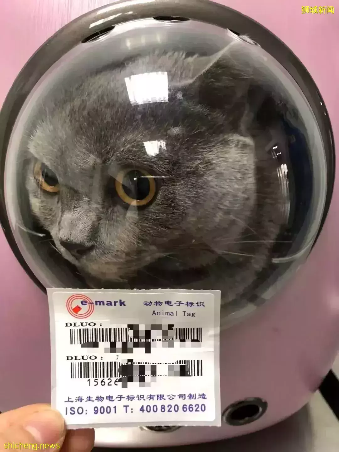 耗时6个月,隔离30天,我的宝贝终于来新加坡跟我团聚了