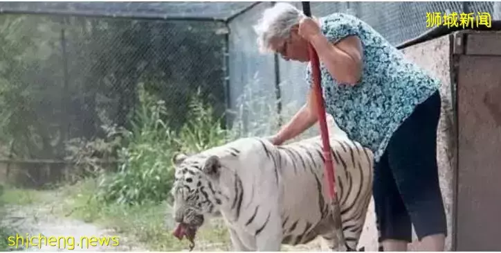新加坡80歲奶奶遭遇“愛情詐騙”,上演“三戲騙子”!姜還是老的辣