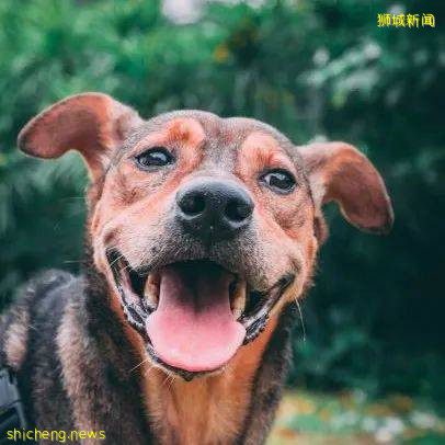 新加坡动物园与SPCA携手为流浪狗找新家