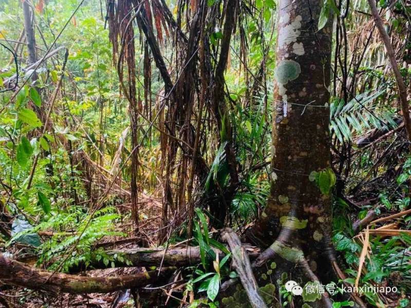 勇闯麦里芝被遗忘的神社,狂风暴雨下惊险求生