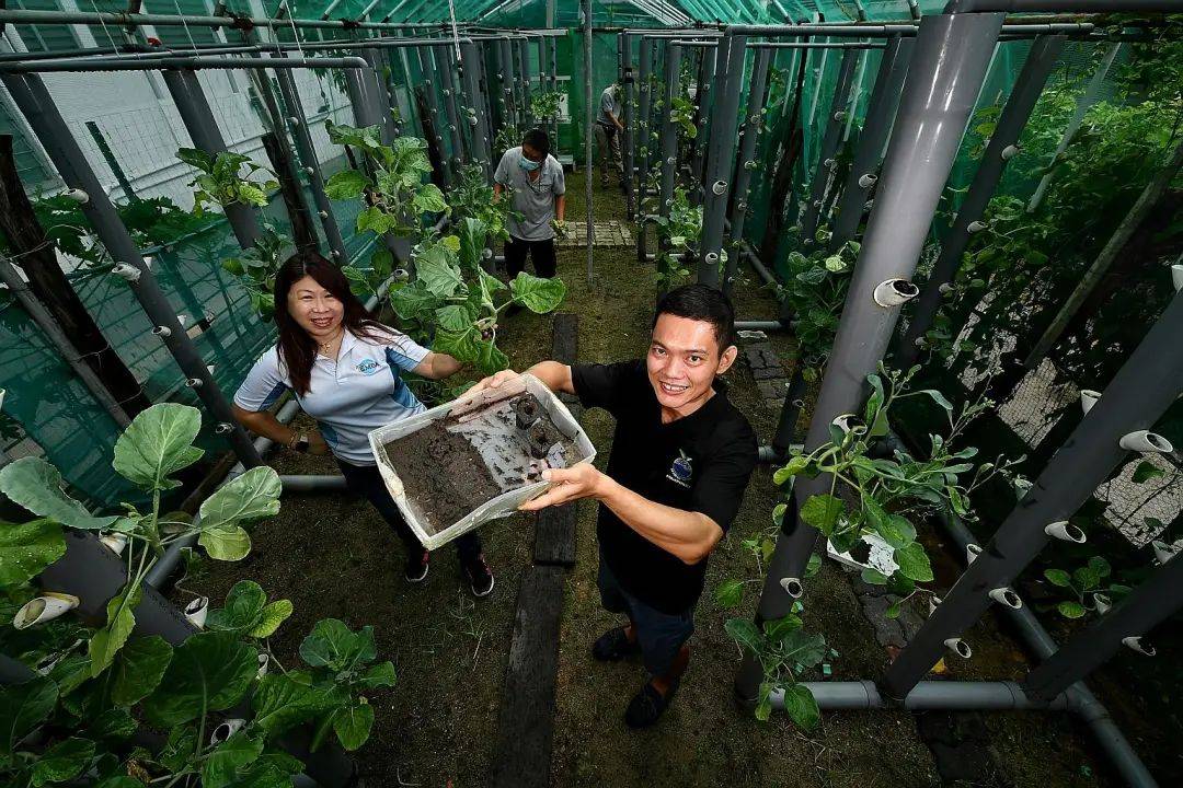 把新加坡的垃圾变废为宝？这四种方法告诉你如何为食物垃圾增值