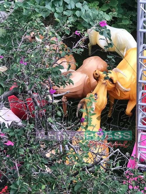 好运COW降临! 牛车水真的有牛了