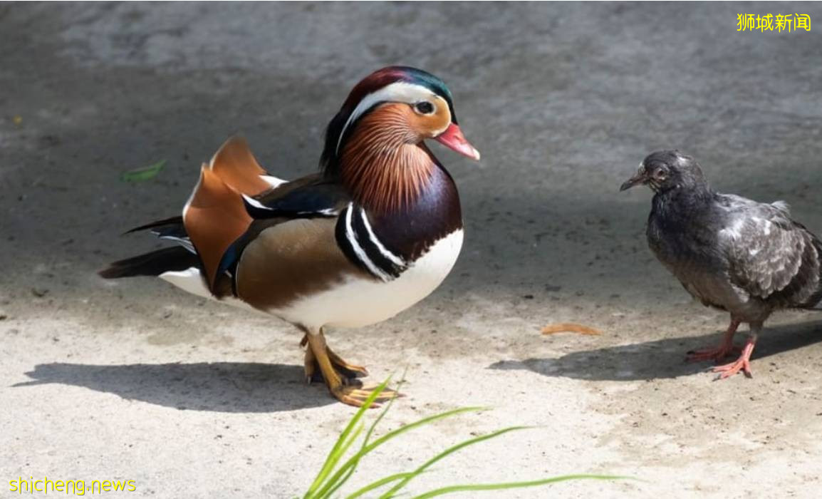 手持長槍短炮、無視安全距離，新加坡這群“瘋子”爲誰發瘋？命都不要了