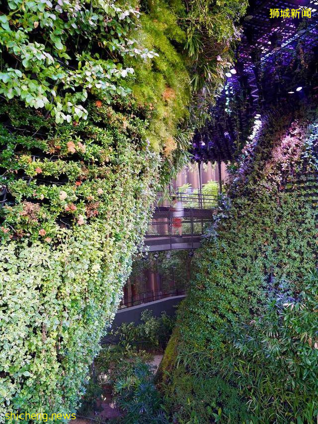 迪拜世博会新加坡展馆：自然之城，展示自然、培育、未来 