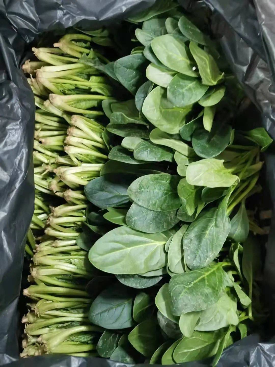 21號新貨到！！！貴妃芒，甯夏菜心，雪裏紅，新鮮百合，新鮮春筍….全國各地新鮮果蔬盡在獅城生鮮直購