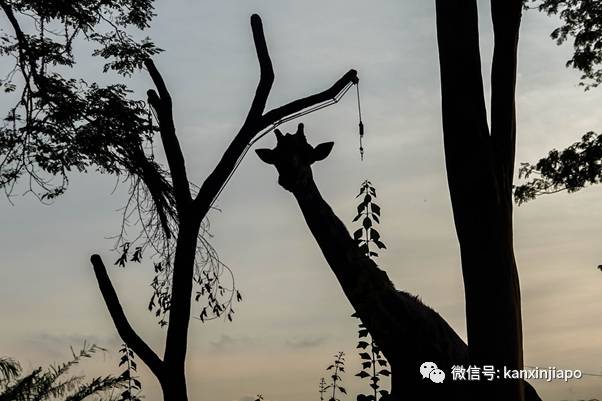 动物园独家闪促优惠！李显龙带头探访小动物