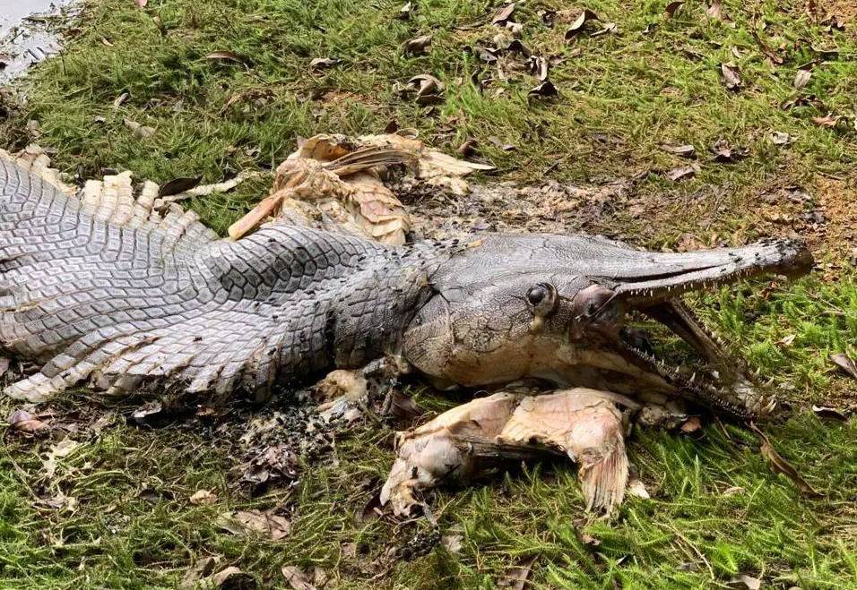 惊!新加坡蓄水池旁出现大量粉色生物……慎点