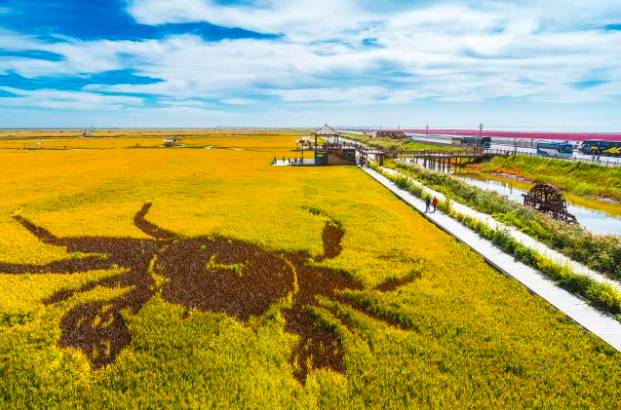 新加坡终于有好吃的东北大米啦!一经上市就被抢购一空!快来尝鲜吧