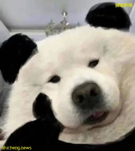 中考失利？新加坡教育帶你變身海歸精英