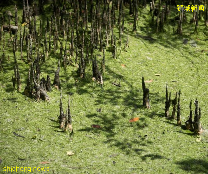 氧气歌单 | 新加坡"森"度电台，想带你看星辰万物