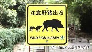 新加坡的野生动物也太不好惹了吧