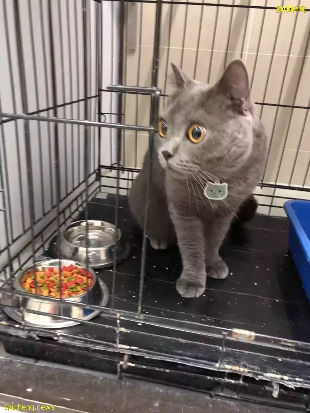 耗时6个月,隔离30天,我的宝贝终于来新加坡跟我团聚了