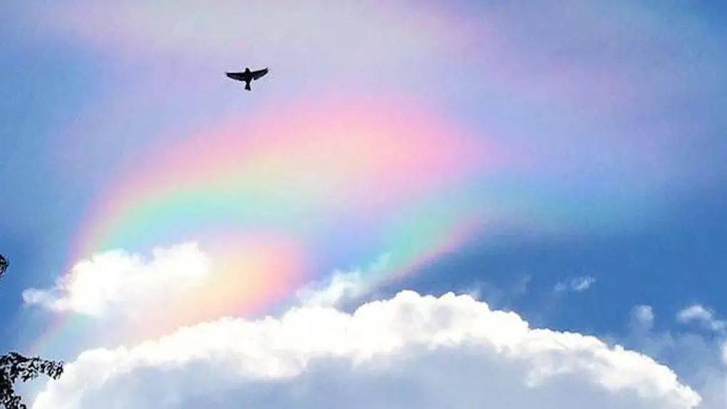 罕見!新加坡聖淘沙這條河變成了粉色,驚現大批死魚!39年創記錄暴雨太作了