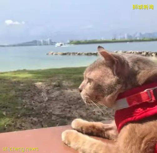 圣约翰岛的迎客吉祥猫因病离世，网友们纷纷发文悼念