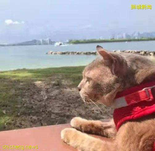 圣约翰岛的迎客吉祥猫因病离世,网友们纷纷发文悼念