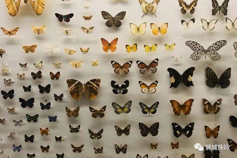 恐龍化石、抹香鯨骨架、初代巨星阿明……100W+動植物標本竟然藏在新加坡這個地方