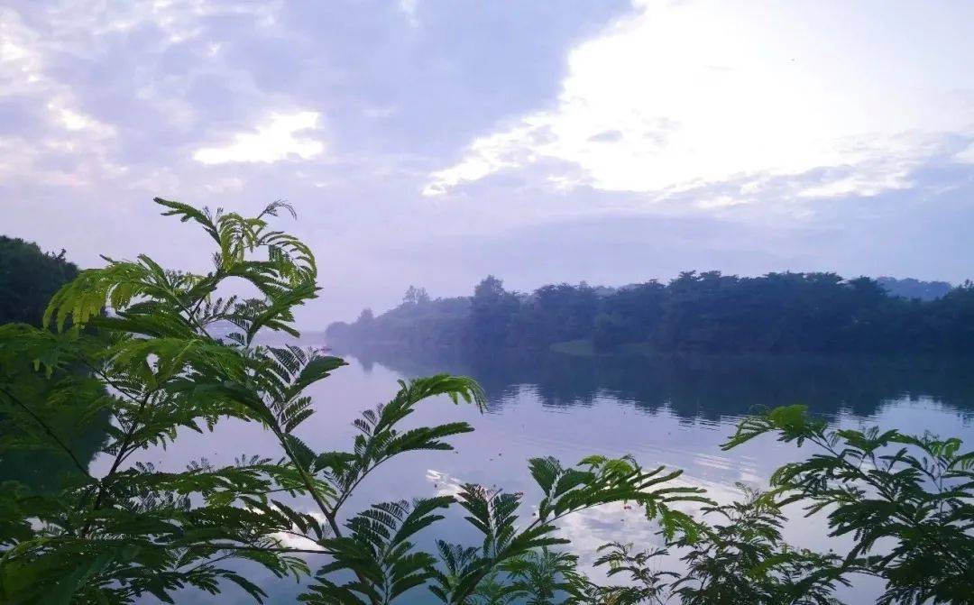 新加坡最美打卡樹集合 一起來看看吧