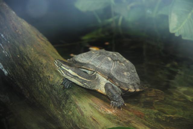 世界十大动物园之一：新加坡动物园，确实不一样