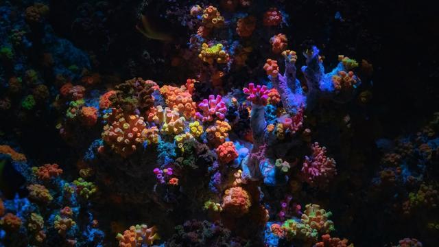 新加坡10天深度自由行，感受世界最嚴法律下的四大種族交融之地3