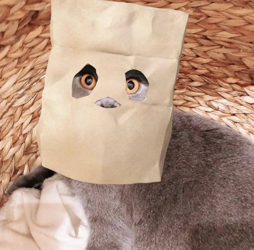 治愈系的它看一眼就愛不釋手！新加坡撸貓撸狗地圖來咯