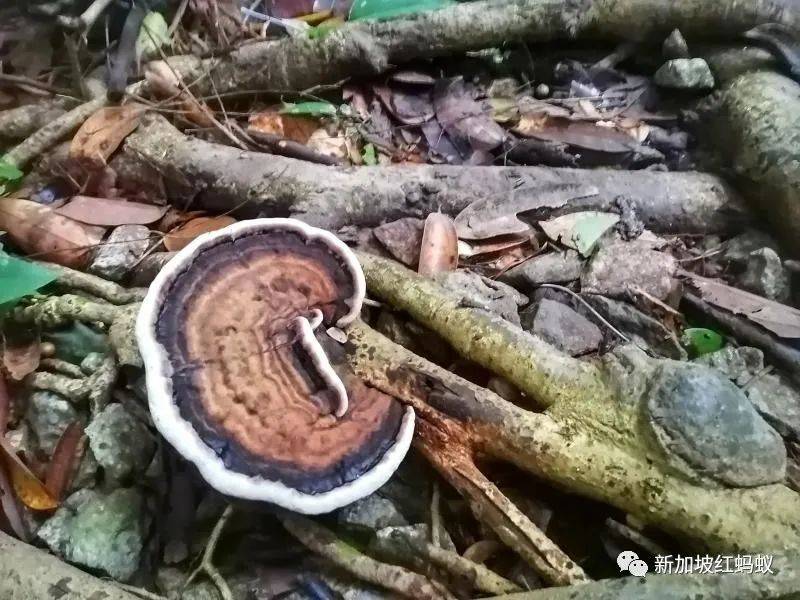 新加坡隐藏版秘境 绝美的金文泰森林