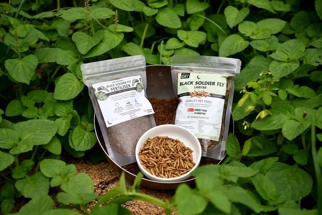 把新加坡的垃圾变废为宝？这四种方法告诉你如何为食物垃圾增值