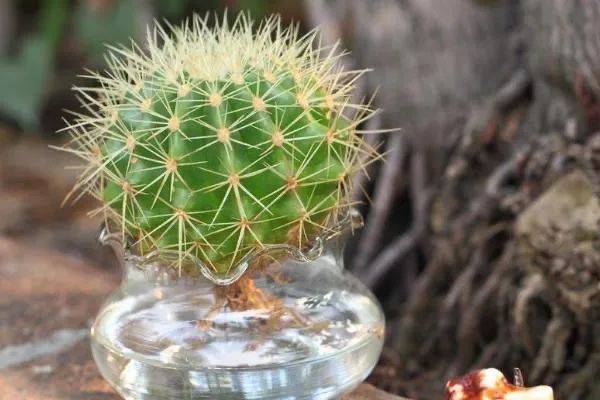 在新加坡哪裏買綠植最合適？走起來