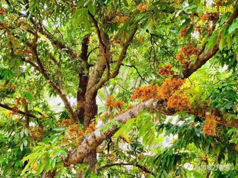 新加坡的“四季”，富有南洋風情的人間煙火氣