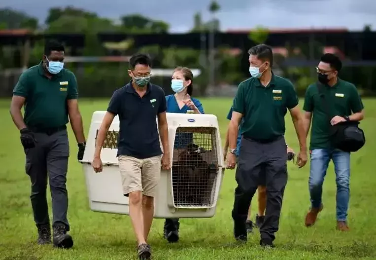 落难大雕在新加坡好吃好喝好招待,结果“出门”飞不动啦