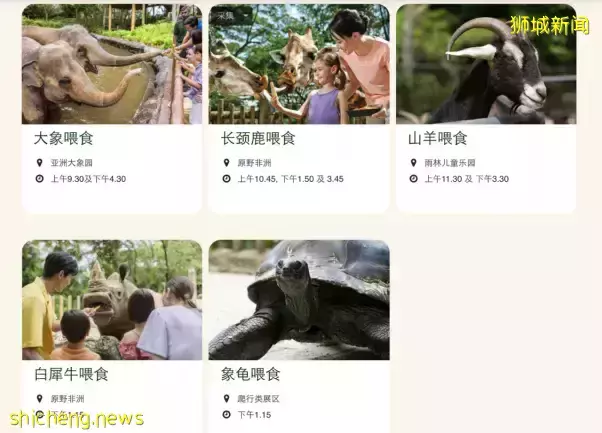 犀牛、大象、长颈鹿……在新加坡动物园都可以0距离接触啦