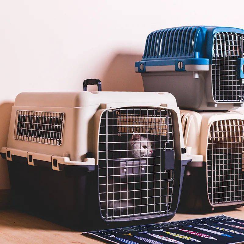 如何從新加坡帶寵物回中國？鏟屎官回國最全攻略！必須收藏