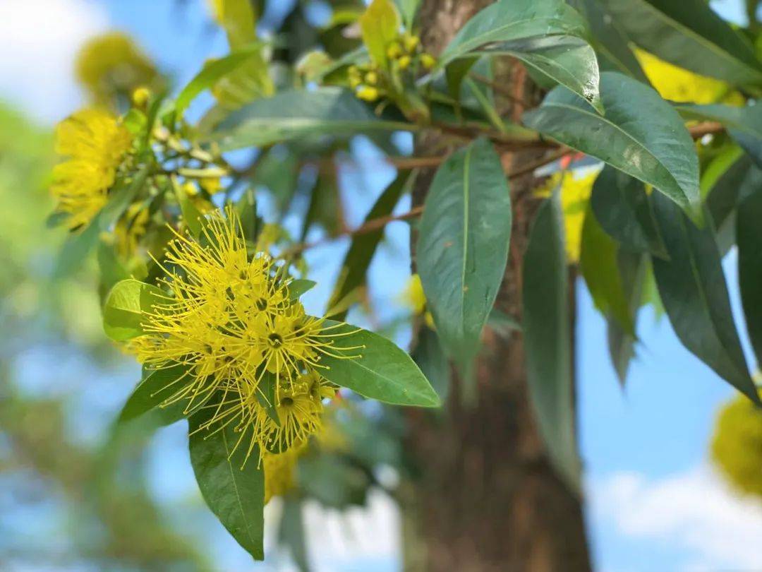 国家公园局发布高清美图!坡岛的春天终于来了!新加坡版樱花你见过没