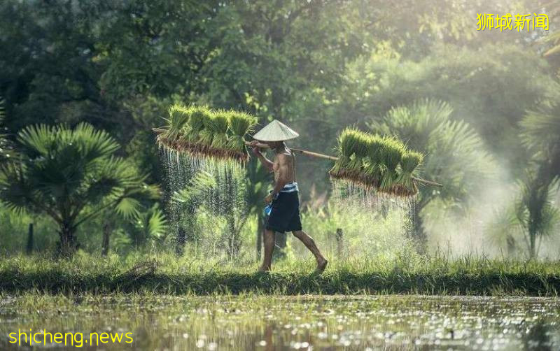 新加坡糧食不會因疫情供給中斷,但!漲價在所難免!