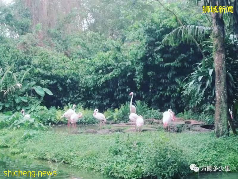 北緯1°，遇見新加坡