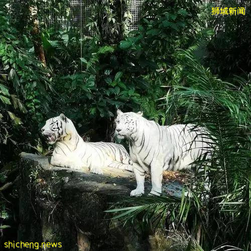 新加坡的另一面,带你看看真实的新加坡,看完别吃惊