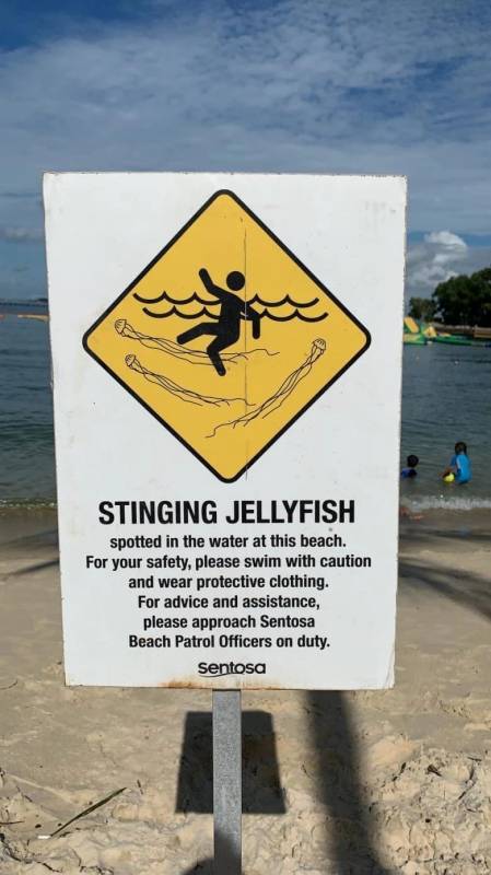 全球最毒水母惊现新加坡!西乐索海滩已禁止游泳