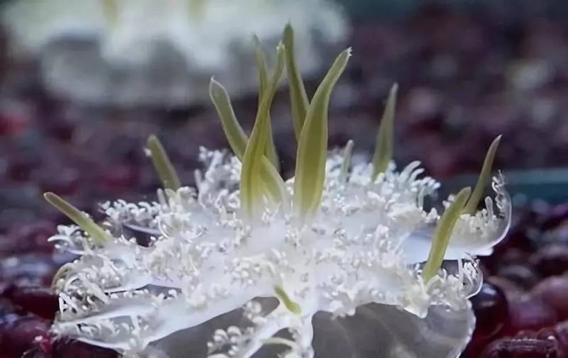 有毒水母泛濫新加坡海灘！聖淘沙禁止遊泳，巴西立海邊也有