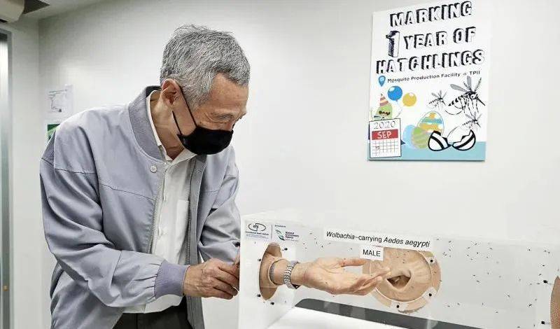 新加坡“以蚊攻蚊”防控骨痛热症,总理李显龙提醒:不能对疫情以外的威胁放松警惕