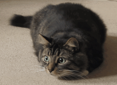 驚!“在新加坡知名熟食中心吃飯,一只老鼠直接掉在我面前”