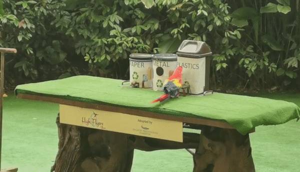 免費送票!帶倆娃嗨翻亞洲最大飛禽園,400多種5000多只鳥,一路驚喜不斷