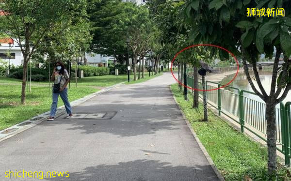 飞到家中觅食 低空飞过吓人 居民饱受乌鸦“袭击”