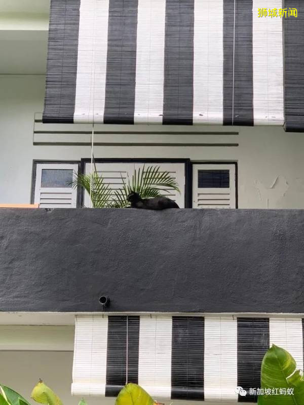 重新发现新加坡 东陵福有你未曾注意过的精彩