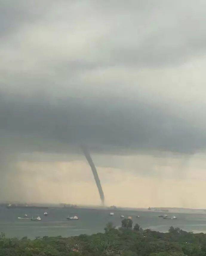 罕見!新加坡聖淘沙這條河變成了粉色,驚現大批死魚!39年創記錄暴雨太作了