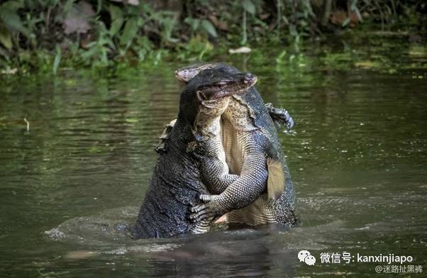 新加坡的巨型蜥蜴先猛後萌,吃飽飽再抱抱