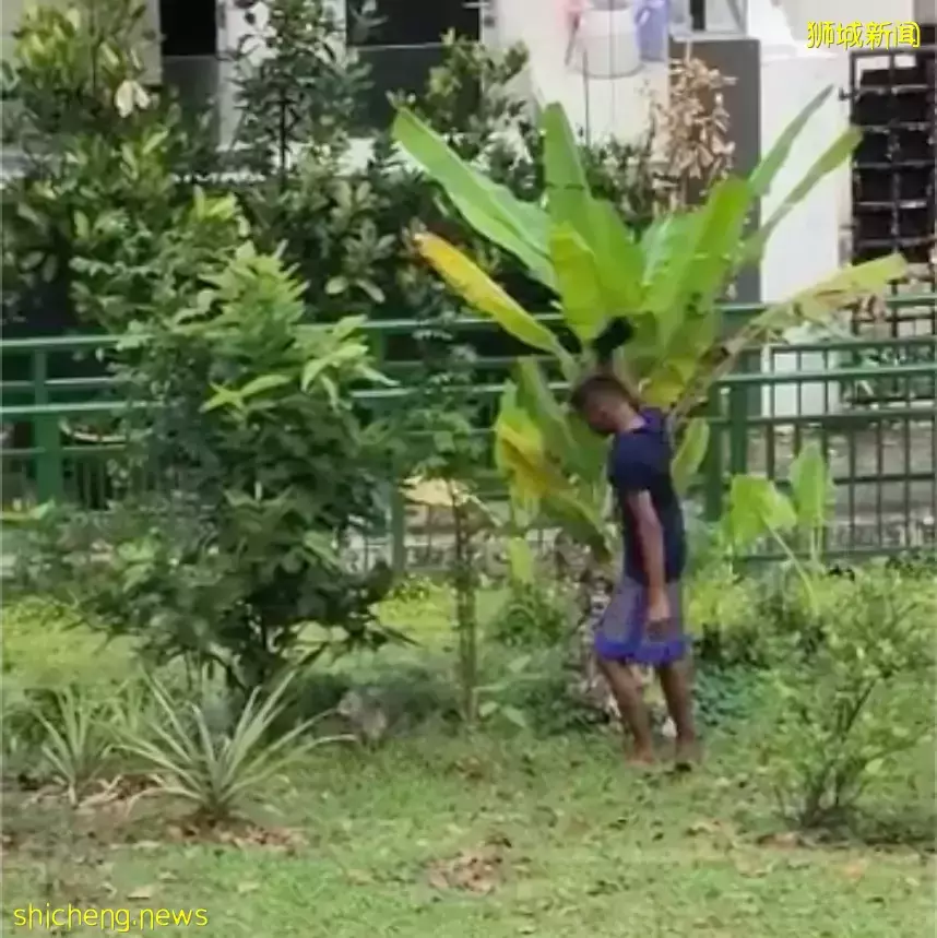 新加坡后港一男子拿着拖鞋狂追虐鸡引公愤,防虐动物协会发文寻人